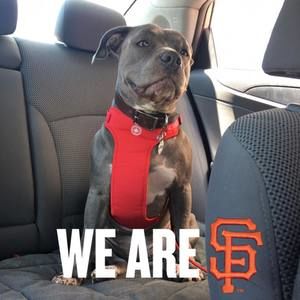 Meet your Posher, Bailey